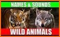 Animal Sounds - wild animal sounds related image