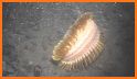 Antarctic scale worm related image
