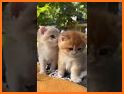 CutiePix - Snap Stweeten Video related image