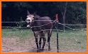 Donkey Sounds related image