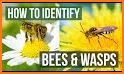 Insect identifier app - identity insects related image