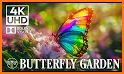 Butterfly Wallpaper 🦋 related image