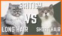 British Longhair Cat related image