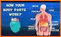 Human Body Parts - Kids Learning related image