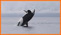 Center for Whale Research related image