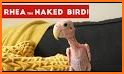 Naked Parrot related image