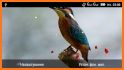 Birds Sounds Ringtones & Live Wallpapers related image