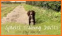 Dog Training Whistle Sound: Train a Dog 2020 related image