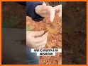 Mushroom Finder:  identification, wallpaper related image