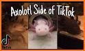 Axolotl Wallpaper related image