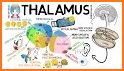 Thalamus related image