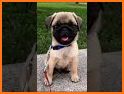 Cute Pug Puppy Keyboard Background related image