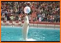 Dolphin Show related image