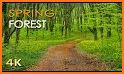 Forest HD related image