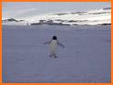 Penguin Run related image