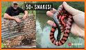 Hunting Snake related image