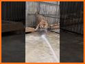 Zoo Care related image