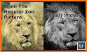 Zoo Face Photo Editor related image
