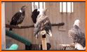Virtual Pet Eagle related image