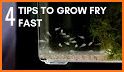 Advice : feed and grow fish related image