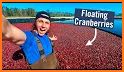 Cranberry Harvest related image