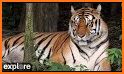 Tiger Cam related image