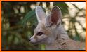 Fennec Fox Defense related image