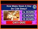 Quiz Cat : Korean related image