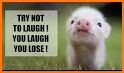 Funny Infant Pig Escape - JRK related image