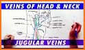 Anatomy - Veins related image