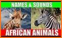 Animal Sounds for Kids + More related image