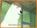 Animal Club: Play to save the Polar Bear related image
