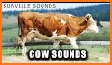 Cow Sounds related image