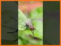 Flying Bugs related image