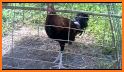 Kung Fu Chicken Fighting: Farm Rooster Karate Game related image