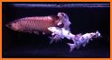 3D Aquarium Japaneses  Koi Fish related image