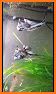 Angel Fish: Super VIP related image
