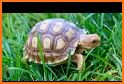 Tortoise related image