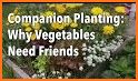 Vegetable, Fruit, & Herb Garden Planning Guides related image