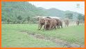 Best Escape Games 65 Dancing Elephant Rescue Game related image