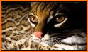 Wild Cats HD Wallpaper related image