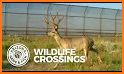 Wildlife crossing related image