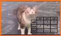 Math Cats related image