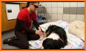 Acupuncture and laser therapy in dogs and cats related image