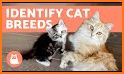 Cats Quiz - Guess Photos of All Popular Cat Breeds related image