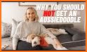 Aussiedoodle related image