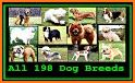 Dogs Quiz - Guess All Dog Breeds in the Photos related image