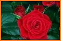 beautiful flowers & Rose gif related image
