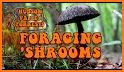 New York Mushroom Forager Map related image