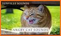 Cat Sounds related image